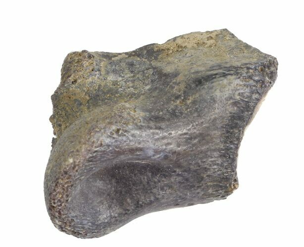 Theropod Toe Bone Piece - Aguja Formation, Texas #43007